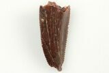 Serrated, Raptor Tooth - Real Dinosaur Tooth #200299-1